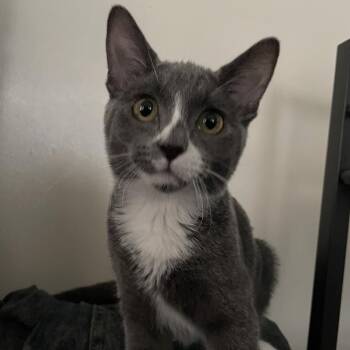 Serephina -  Domestic Short Hair Cat for Adoption in Omaha, Nebraska - Serephina | PetCurious