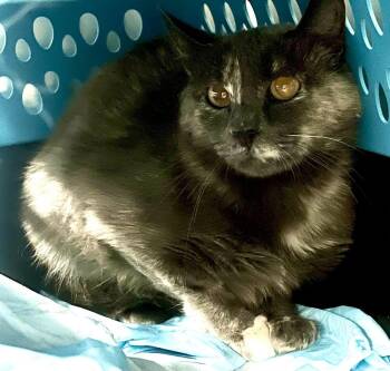 Junie -  Domestic Short Hair Cat for Adoption in Salmon, Idaho - Junie | PetCurious