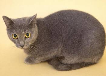 Domestic Short Hair Cats Available for Adoption in Wauchula, Florida - Mooney | PetCurious