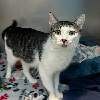 Rescue Domestic Short Hair Cats for Adoption in Troy, Virginia - Dory (Mom) | PetCurious