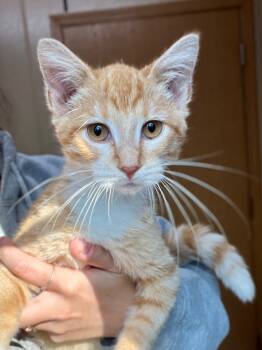 Rescue Domestic Short Hair Cats for Adoption in Menomonie, Wisconsin - Yoko | PetCurious