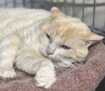 Rescue Siamese Cats for Adoption in Lee