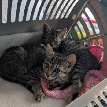 Squeak -  Domestic Short Hair Cat for Adoption in Escondido, California - Squeak | PetCurious