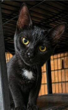 Domestic Short Hair Cats Available for Adoption in El Dorado, Arkansas - Kaida Ming | PetCurious