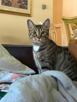 Butter -  Domestic Short Hair Cat for Adoption in Cleveland, Ohio - Butter | PetCurious
