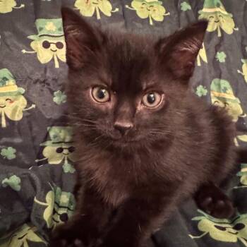 Domestic Short Hair Cats Available for Adoption - Shamrock | PetCurious