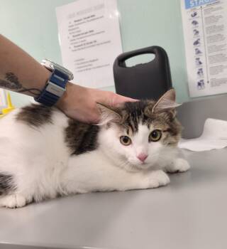 Domestic Medium Hair Cats Available for Adoption in Athens, Tennessee - Rem | PetCurious
