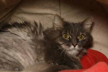Lady -  Domestic Long Hair and Domestic Short Hair Cat for Adoption in Baton Rouge, Louisiana - Lady | PetCurious
