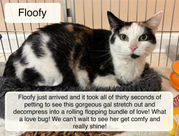 Domestic Short Hair Cats Available for Adoption in Ellicott City, Maryland - Floofy | PetCurious