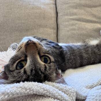 Bootsie -  Domestic Short Hair Cat for Adoption in Fort Lauderdale, Florida - Bootsie | PetCurious