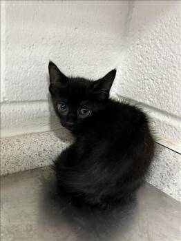 Domestic Short Hair Cats Available for Adoption in Grovetown, Georgia - A121310 | PetCurious
