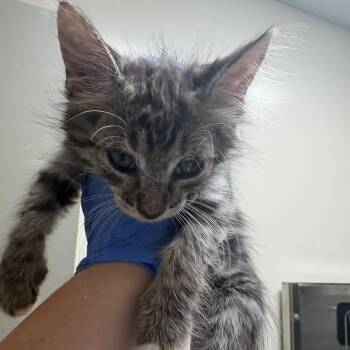 Sunny -  Domestic Long Hair Cat for Adoption in Columbus, Georgia - Sunny | PetCurious