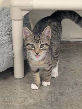 Domestic Short Hair Cats Available for Adoption in Somerset, Pennsylvania - Ichiro | PetCurious