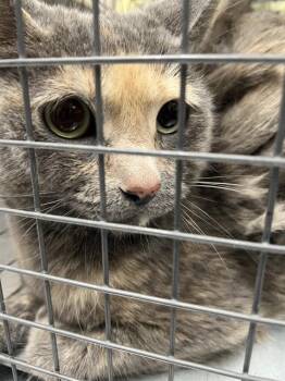 SHADOW -  Domestic Short Hair Cat for Adoption in Las Vegas, Nevada - SHADOW | PetCurious