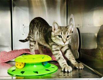 Rescue Tabby Cats for Adoption in St. Louis, Missouri - Bebe | PetCurious