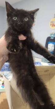 Tetris -  Domestic Short Hair Cat Available for Adoption in Republic, Missouri - Tetris | PetCurious