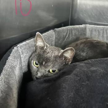 Aradia -  Domestic Short Hair Cat for Adoption in Spruce Pine, North Carolina - Aradia | PetCurious