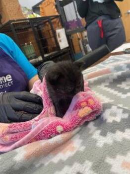 Soccer Ball -  Domestic Short Hair Cat for Adoption in Chamblee, Georgia - Soccer Ball | PetCurious