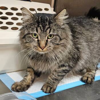 Rescue Domestic Short Hair Cats for Adoption in Salt Lake City, Utah - Chaddeus | PetCurious