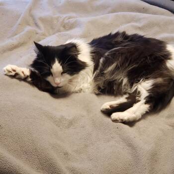 Domestic Long Hair Cats Available for Adoption - Sylvester | PetCurious