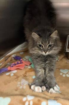 Lily -  Domestic Medium Hair Cat for Adoption in Black Eagle, Montana - Lily | PetCurious