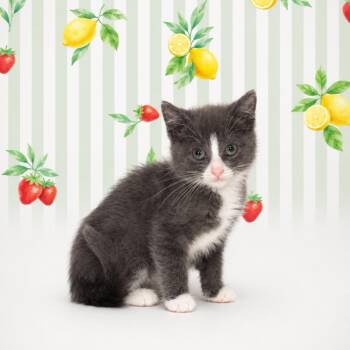 Vero -  Domestic Short Hair Cat for Adoption in Morganton, North Carolina - Vero | PetCurious