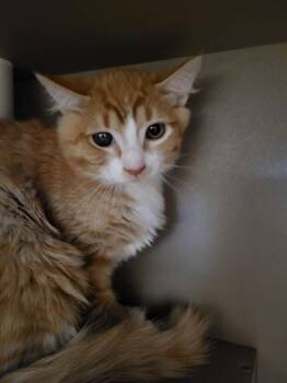HEATHCLIFF -  Domestic Short Hair Cat for Adoption in Albuquerque, New Mexico - HEATHCLIFF | PetCurious