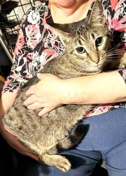 Rescue Tabby Cats for Adoption in East Orange, New Jersey - Freddy | PetCurious