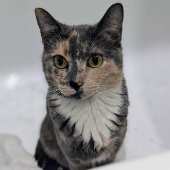 Domestic Short Hair Cats Available for Adoption in New York, New York - Gia | PetCurious