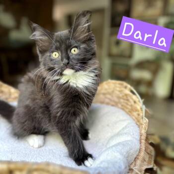 Darla -  Domestic Medium Hair Cat for Adoption in New Albany, Ohio - Darla | PetCurious