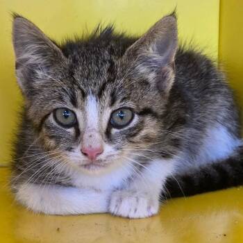 Sandman -  Domestic Short Hair Cat Available for Adoption in Abilene, Texas - Sandman | PetCurious