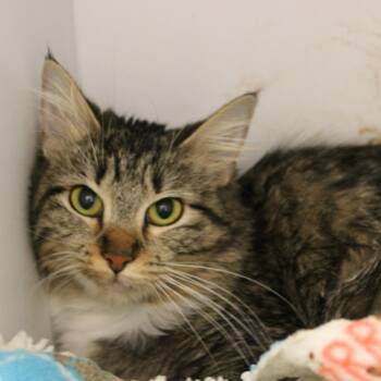 Trisha -  Domestic Medium Hair Cat for Adoption in Salt Lake City, Utah - Trisha | PetCurious