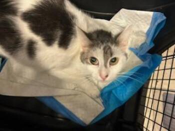 Domestic Short Hair Cats Available for Adoption in Ocala, Florida - A380347 | PetCurious