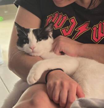 Beans, the Sweetest Boy -  Domestic Short Hair Cat for Adoption in Franklin Township, New Jersey - Beans, The Sweetest Boy | PetCurious