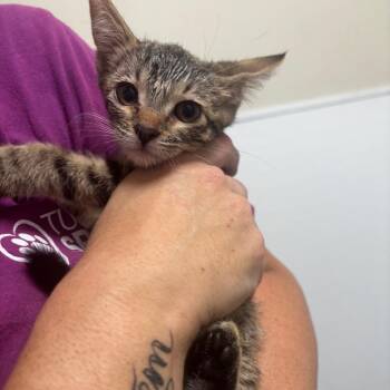 Alli -  Domestic Short Hair Cat for Adoption in Tulsa, Oklahoma - Alli | PetCurious