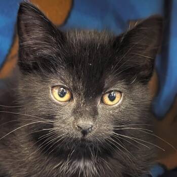 Pac-Man -  Domestic Short Hair Cat for Adoption in Jefferson, Wisconsin - Pac-Man | PetCurious