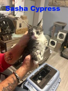 Rescue Domestic Short Hair Cats for Adoption in Westbury, New York - Sasha Cypress | PetCurious