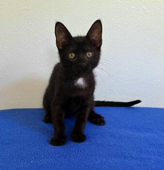 Rescue Domestic Short Hair Cats for Adoption in High Ridge, Missouri - Romeo | PetCurious