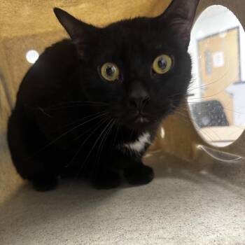 Domestic Short Hair Cats Available for Adoption in Philadelphia, Pennsylvania - Baxter | PetCurious