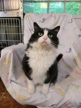 Rescue Domestic Medium Hair Cats for Adoption in Annapolis, Maryland - Louie | PetCurious