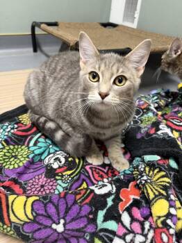 Maverick -  Domestic Short Hair Cat for Adoption in Plymouth, Michigan - Maverick | PetCurious