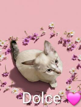 Dolce -  Domestic Short Hair Cat for Adoption in Las Vegas, Nevada - Dolce | PetCurious