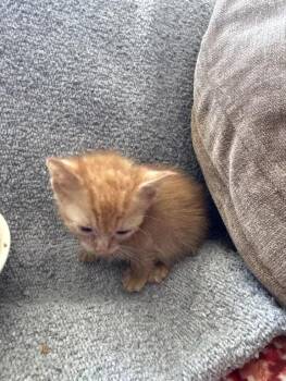 Domestic Short Hair Cats Available for Adoption in Wyoming, Michigan - Mcflurry | PetCurious