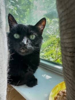 Rescue Domestic Short Hair Cats for Adoption in Carrollton, Texas - Kitty | PetCurious