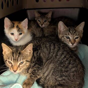 Ms. Business -  Domestic Short Hair Cat Available for Adoption in Fairport, New York - Ms. Business | PetCurious