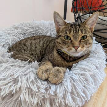 Zinnia -  American Shorthair Cat for Adoption in Montclair, New Jersey - Zinnia | PetCurious