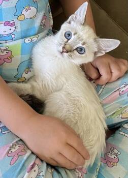 River Everdell -  Siamese and Domestic Short Hair Cat for Adoption in Chandler, Arizona - River Everdell | PetCurious