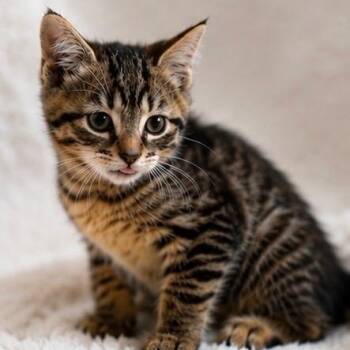 Bean -  Domestic Short Hair Cat for Adoption in Andersonville, Tennessee - Bean | PetCurious