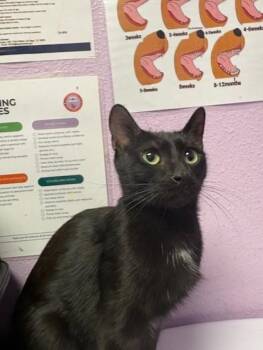 Domestic Short Hair Cats Available for Adoption in El Paso, Texas - 60887255 | PetCurious