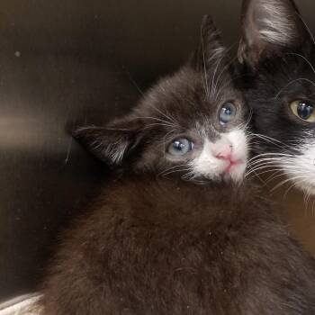 Paloma -  Domestic Short Hair Cat for Adoption in Philadelphia, Pennsylvania - Paloma | PetCurious